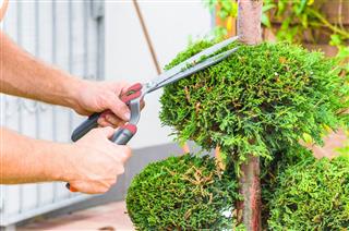 Man Cutting Hedge