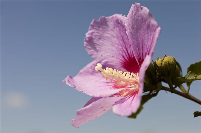 Rose Of Sharon Flower
