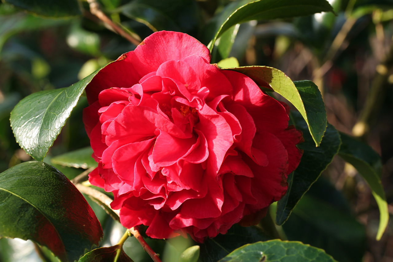 Red Camellia