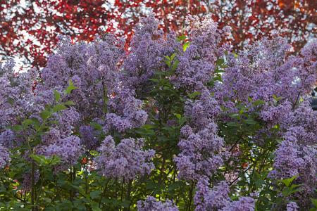 Best Hedges to Plant - Common Purple Lilac