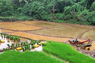 Paddy Replanting in Progress