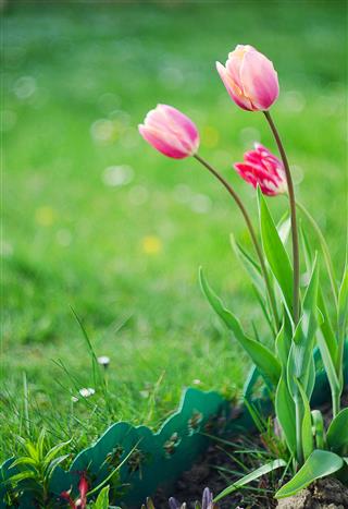 Delicate Soft Tulips Bloom