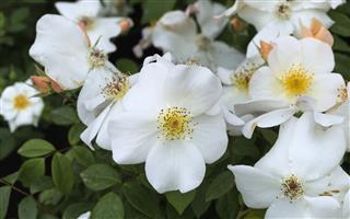White Roses
