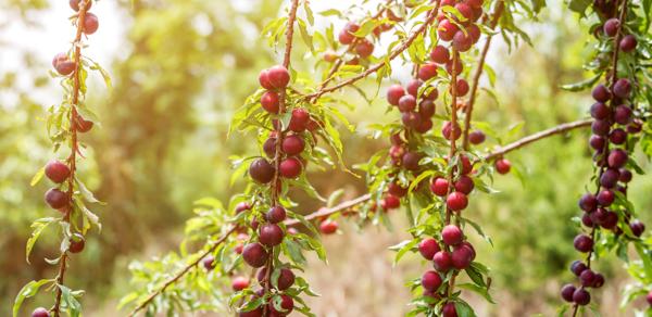 fruits