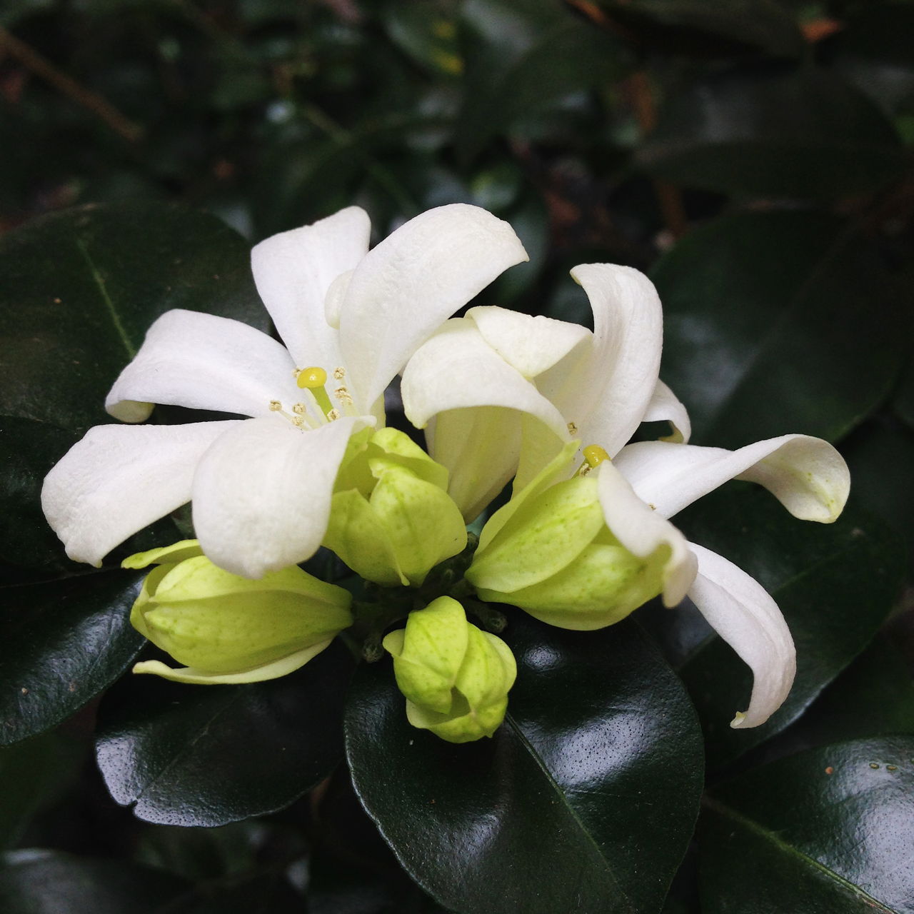 Giant Orange Jasmine Bouquet