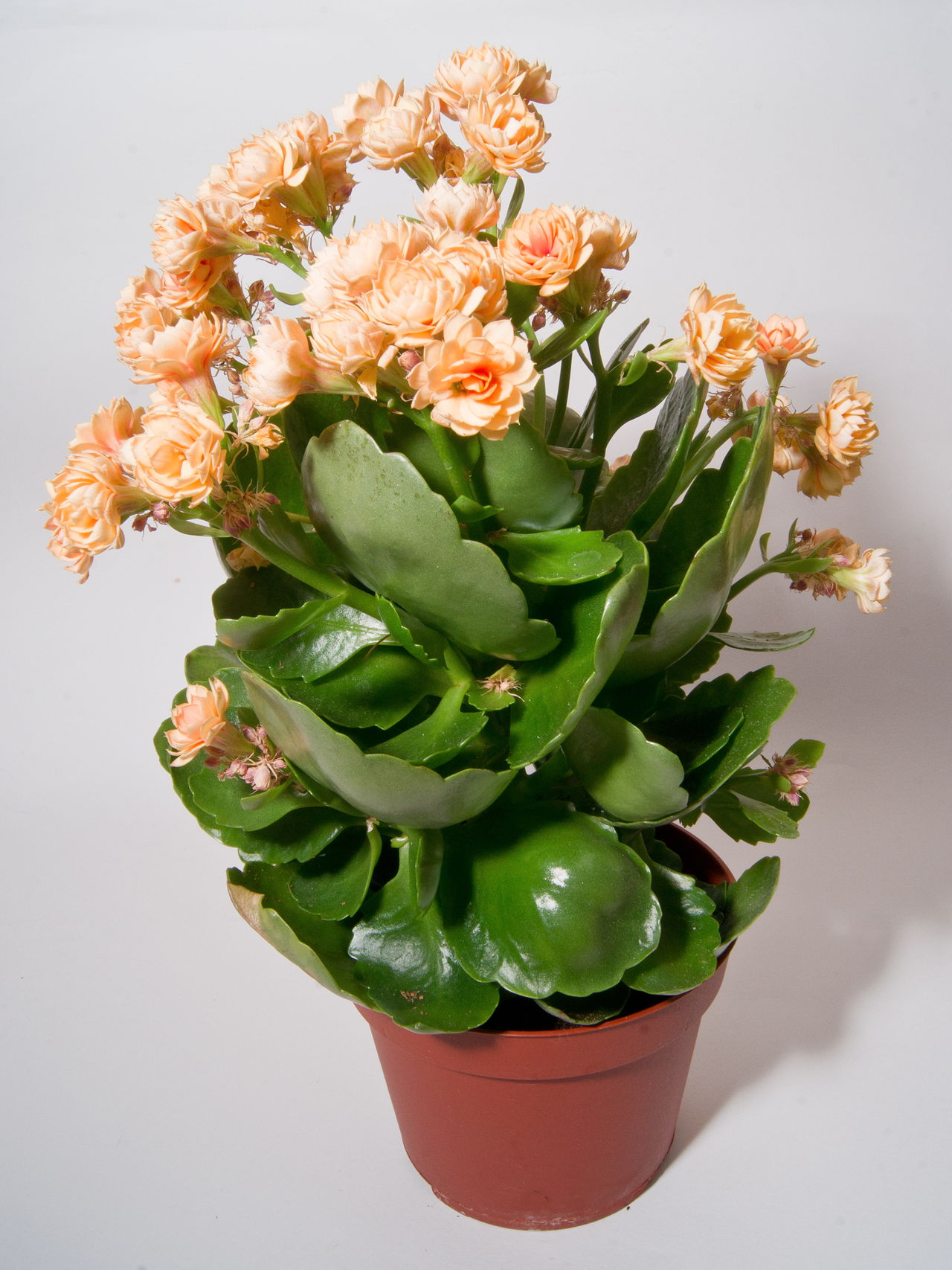 Kalanchoe