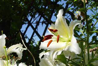 Summer Lilies