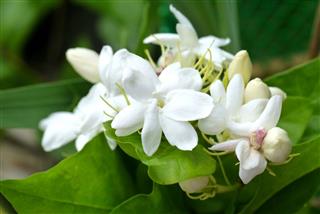 Jasmine Blossoming On Tree