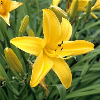 Daylily Hemerocallis Lily