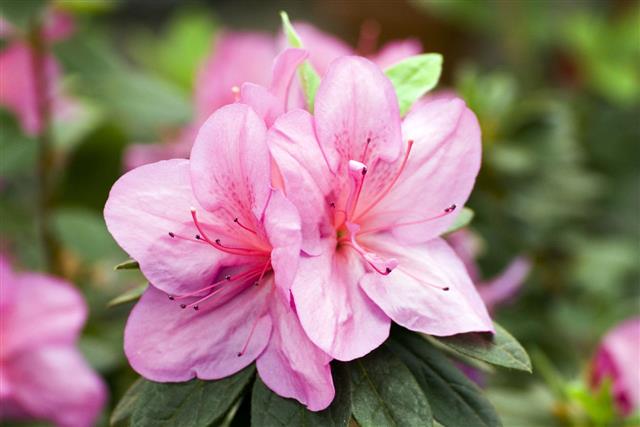 Azalea