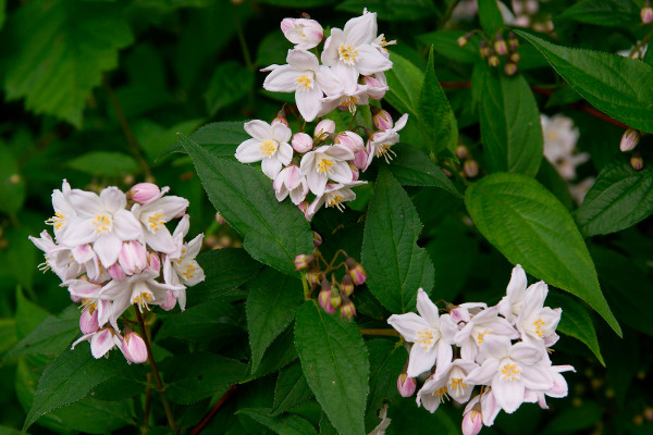 Deutzia rosea
