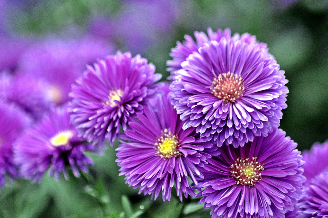 Purple Chrysanthemum
