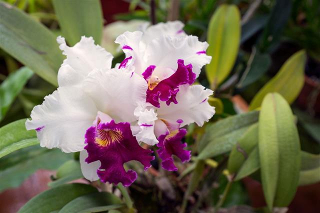 The Orchid House The Orchid Flower