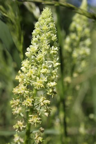 Wild Mignonette Reseda Lutea