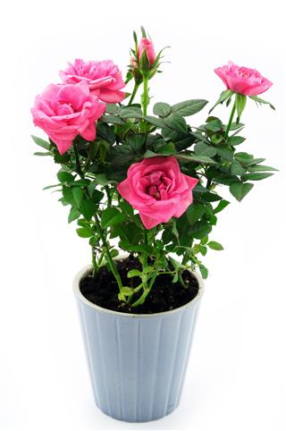 Rose In Ceramic Pot