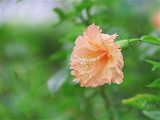 Hibiscus Flower