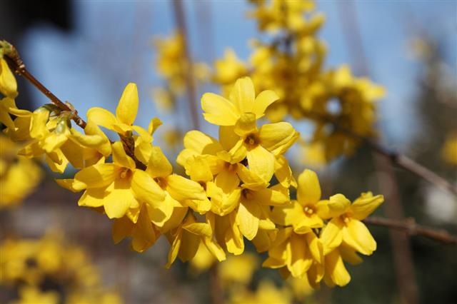 Blooming Forsythia