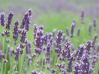 Close Up Of Lavender