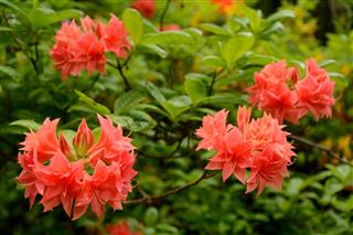 Azalea Flowers