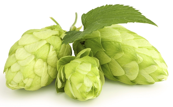 Hop
