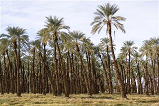 Date palm