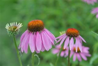 Two Flowers Of Echinacea Purpurea