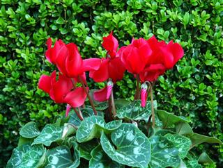 Cyclamen Flowers