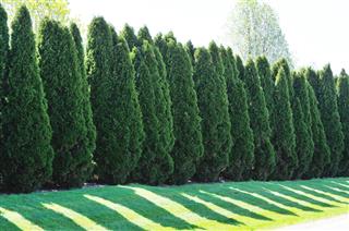 Tree Line