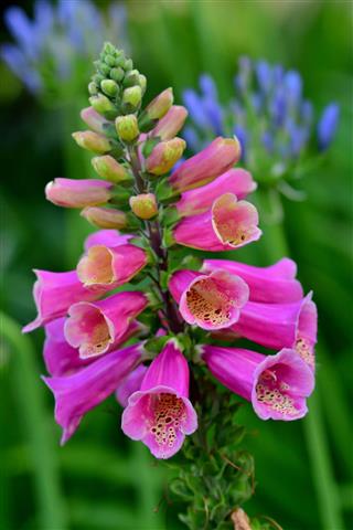 Foxglove Digitalis