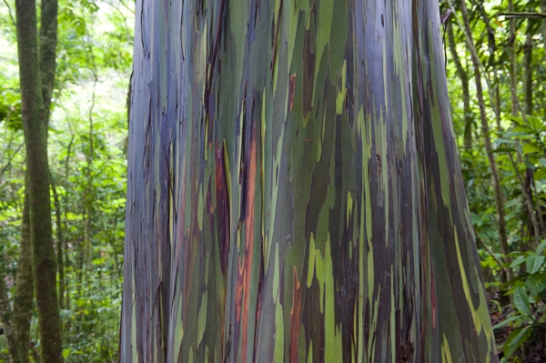 Rainbow eucalyptus trunk