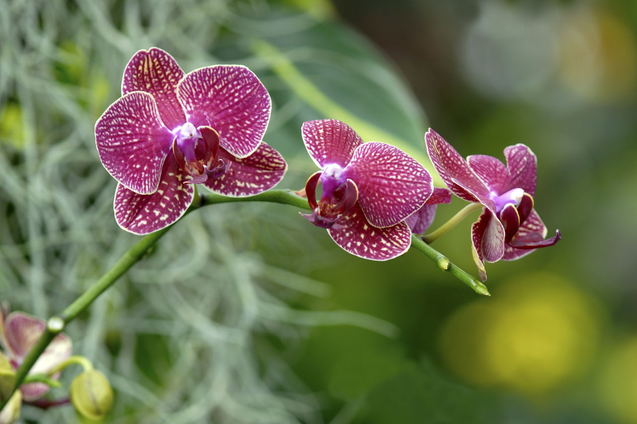 Orchids