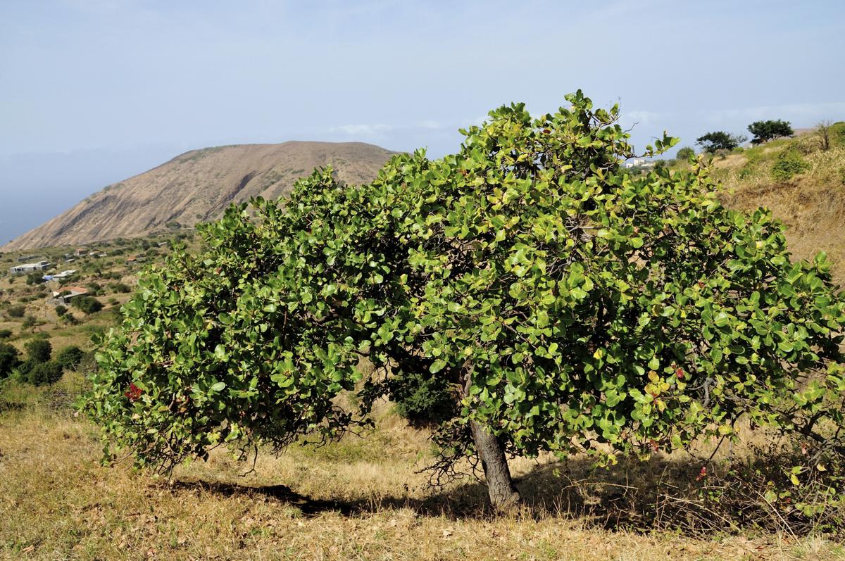 Cashew tree