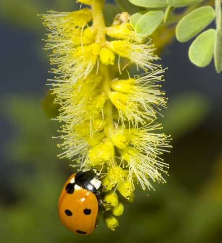 Bug on mesquite blossom