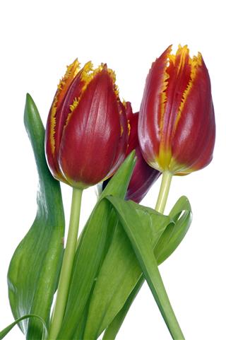Tulip