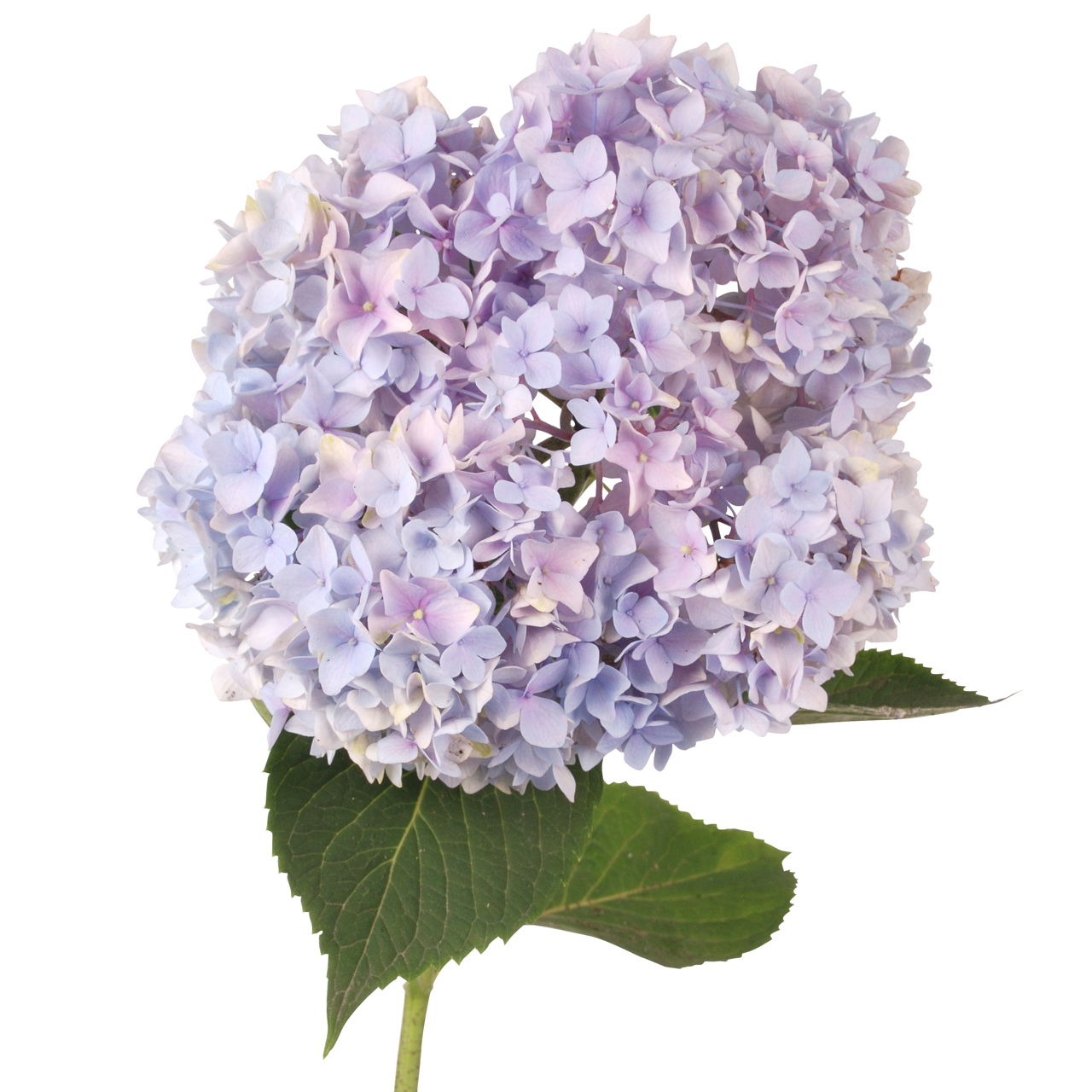 Purple Flower Hydrangea