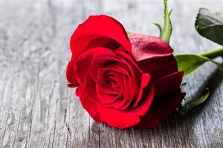 Red rose on wood