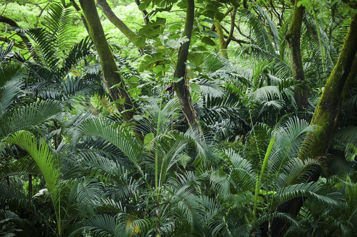Fern trees in a rainforest