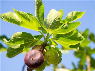 Fig tree in autumn