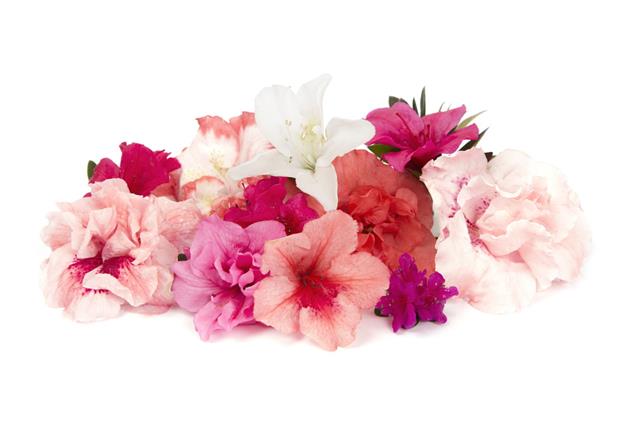 Variety Of Pink Azaleas