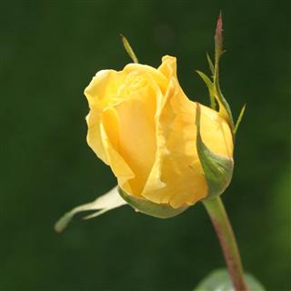 Single Yellow Rose