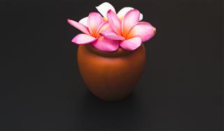 Plumeria Flower In Vase