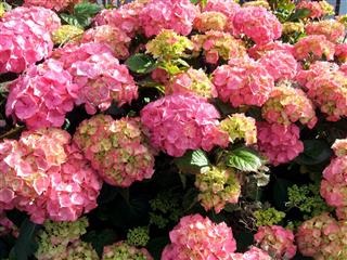 Pink Hydrangea Bush