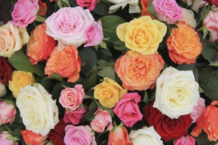 mix color roses