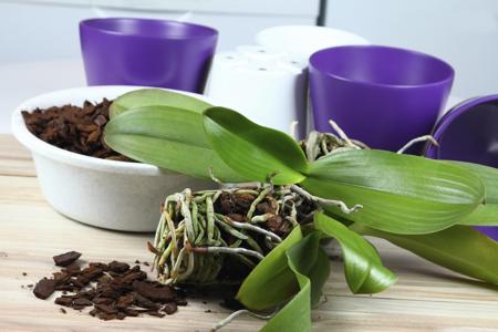 repotting