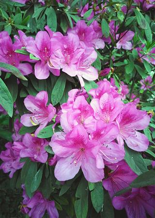 Bush Of Azalea Flowers