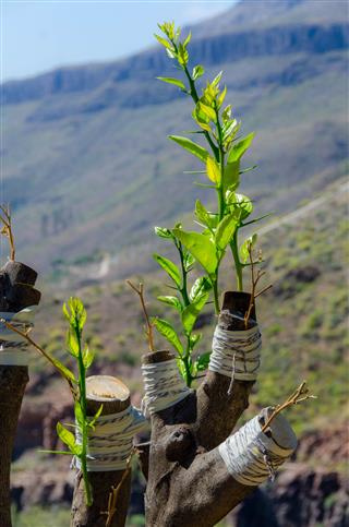 Olive tree is grafted