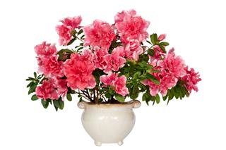 Azalea Flower