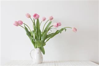 Tulips