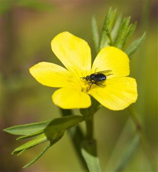 Yellow Common Flax