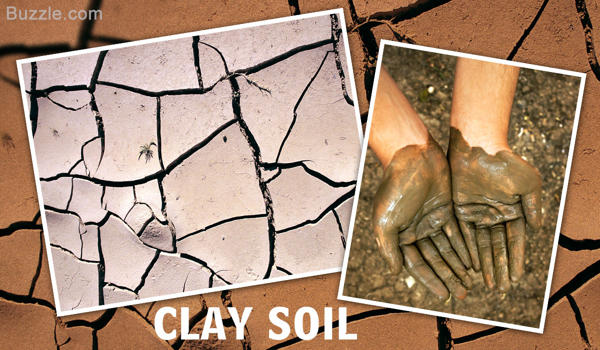 Clay Soil